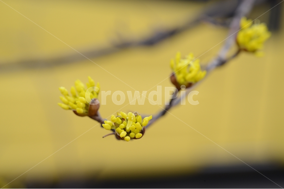 봄,꽃,자연,nature,클로즈업,closeup,산수유,spring,flower,노랑,봄,계절,spring,season,식물,자연,plants,nature,꽃,flower,plant,sprout,새싹,bud,싹,blossom
