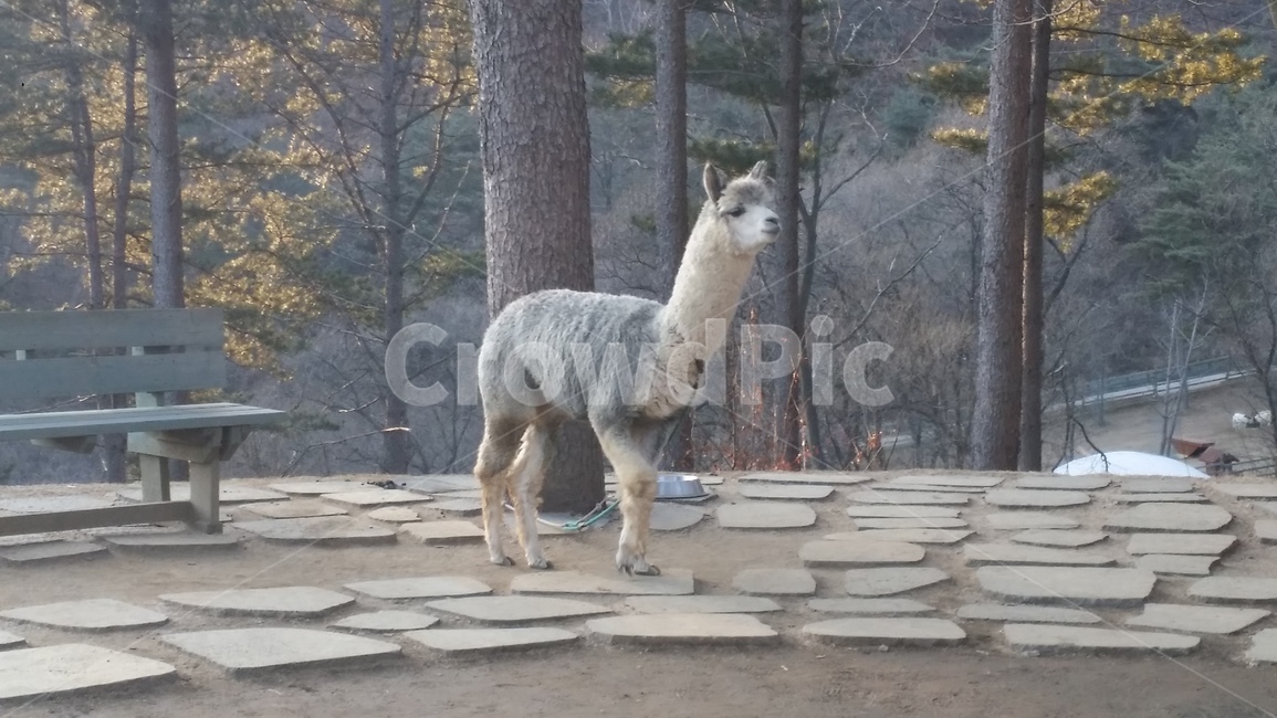 알파카,알파카월드,동물,alpaka,라마,animal,동물,animal