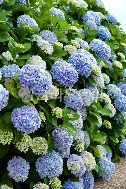 Hydrangea,summer flower,hydrangea,purple hydrangea,sky blue hydrangea,blue hydrangea,blue flower,hydrangea festival,hydrangea field,hydrangea bouquet,flower,flower,emotion,summer,nature,nature