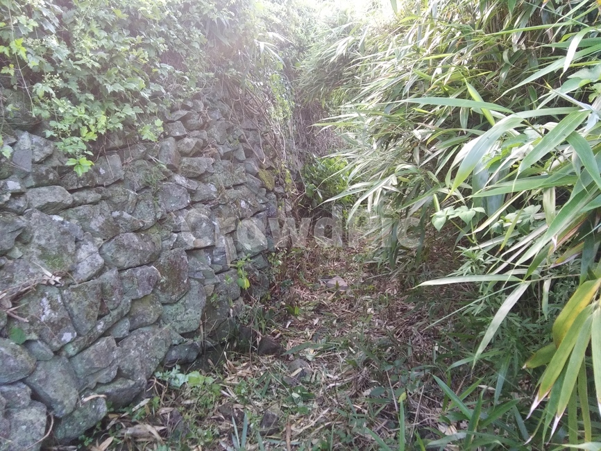 돌담,대나무길,돌담길,돌,자연,자연,풍경,nature,landscape