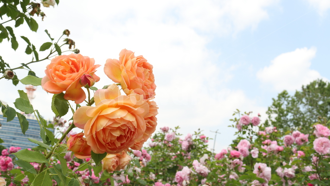 장미,꽃,rose,flower,식물,5월,자연,힐링,여유,식물,자연,plants,nature,꽃,flower