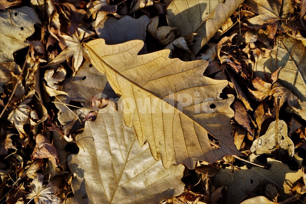 겨울,산,낙옆,자연,잎,마른잎,가을,계절,fall,autumn,season,plant,식물,leaf
