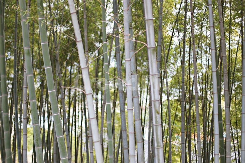 대나무,나무,tree,hadong,하동,자연,풍경,nature,landscape,plant,식물
