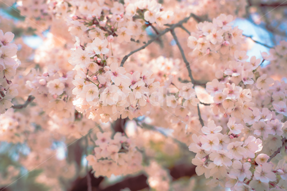 벚꽃,꽃,blossom,flower,봄,봄꽃,cherryblossom,벚꽃나무,왕벚꽃나무,plant,식물,나무,봄,계절,spring,season
