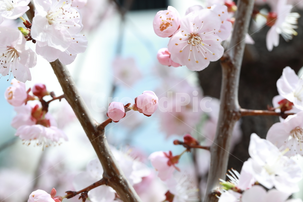 봄,벚꽃,꽃,나무,자연,cherryblossom,flower,tree,nature,pink,분홍,풍경,landscape,background,봄,계절,spring,season,식물,자연,plants,nature,꽃,flower,색깔,색상,색채,색감,color sense,color sensitivity,feeling of color,plant,blossom,cherry blossom