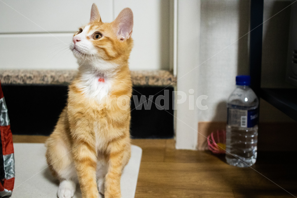 고양이,아깽이,아기고양이,치즈태비,코숏,코리안숏헤어,동물,animal,포유류,mammal,고양이,cat,kitten,kitty