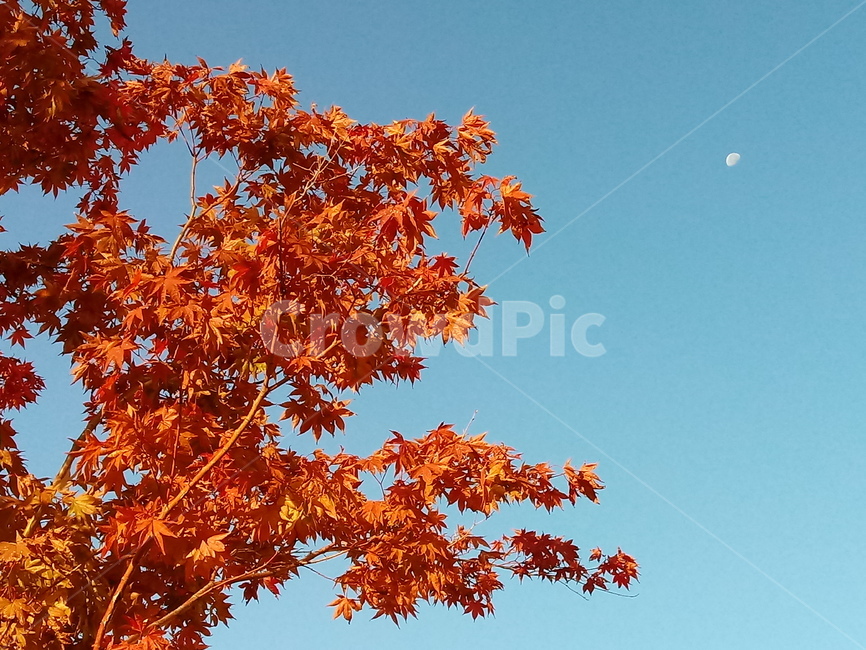 나무,단풍,plant,tree,leaf,잎,나뭇잎,나무줄기,maple,treetrunk,식물,자연,plants,nature