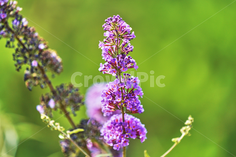 꽃,여름,식물,자연,공원,식물,자연,plants,nature,꽃,flower