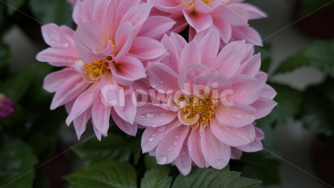 꽃,식물,분홍색,핑크,봄,식물,자연,plants,nature,꽃,flower