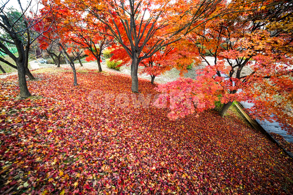 단풍,나무,낙엽,가을,계절,감성,공원,식물,자연,가을,계절,fall,autumn,season,자연,풍경,nature,landscape,식물,plants,나무,trees,wood,leaf,잎,plant,tree,maple