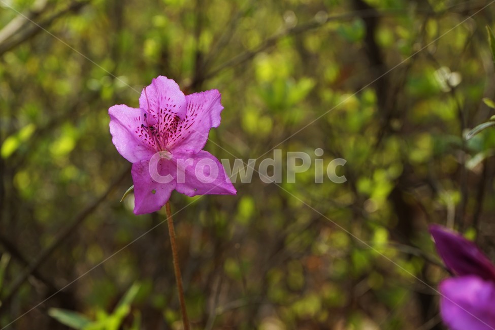 봄,진달래,분홍꽃,꽃,식물,flower,봄꽃,역광