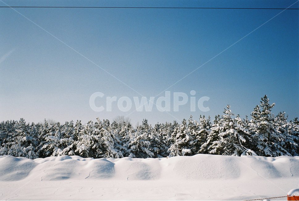 겨울,겨울풍경,눈,눈쌓인풍경,plant,식물,tree,나무,fir,전나무,abies,아비,nature,자연,outdoors,파란하늘,snow,white,winter,눈쌓인곳,배경이미지,겨울배경