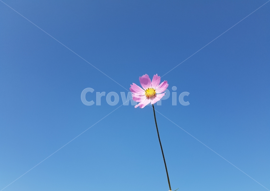 꽃,flower,blossom,하늘,파란하늘,가을,코스모스,감성,자연,꽃,flower
