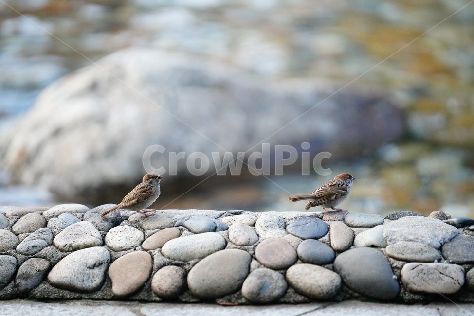 참새,새,동물,생명,생물,bird,animal,sparrow,동물,animal,조류,새,birds