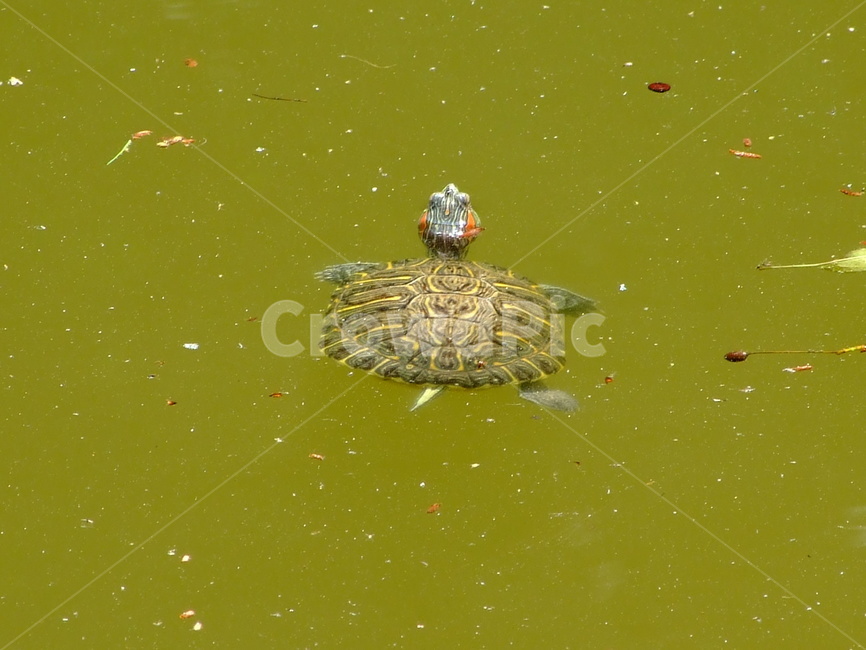 거북이,파충류,동물,거북,헤엄,동물,animal,파충류,양서류,reptile,amphibian