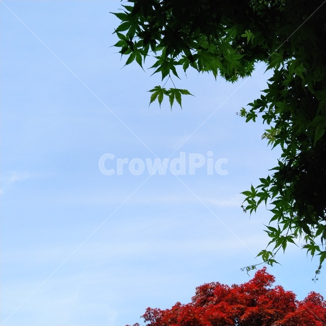 plant,식물,leaf,잎,tree