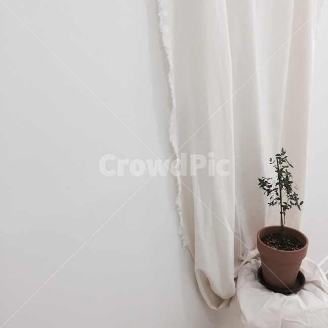 인테리어,공간,식물,올리브나무,식물인테리어,실내디자인,화이트,힐링,커텐,화이트인테리어