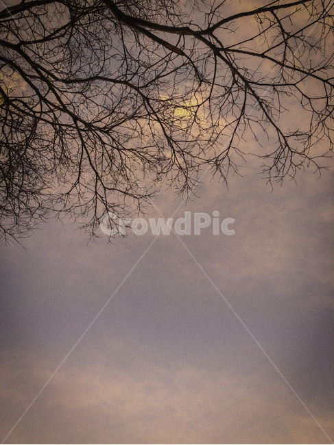 겨울,자연,nature,하늘,sky,conutry,나무,감성사진,나무,trees,wood