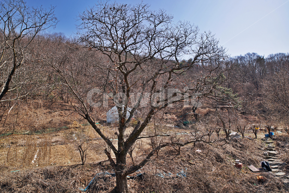 전원,야산,나무,나뭇가지,동산,자연