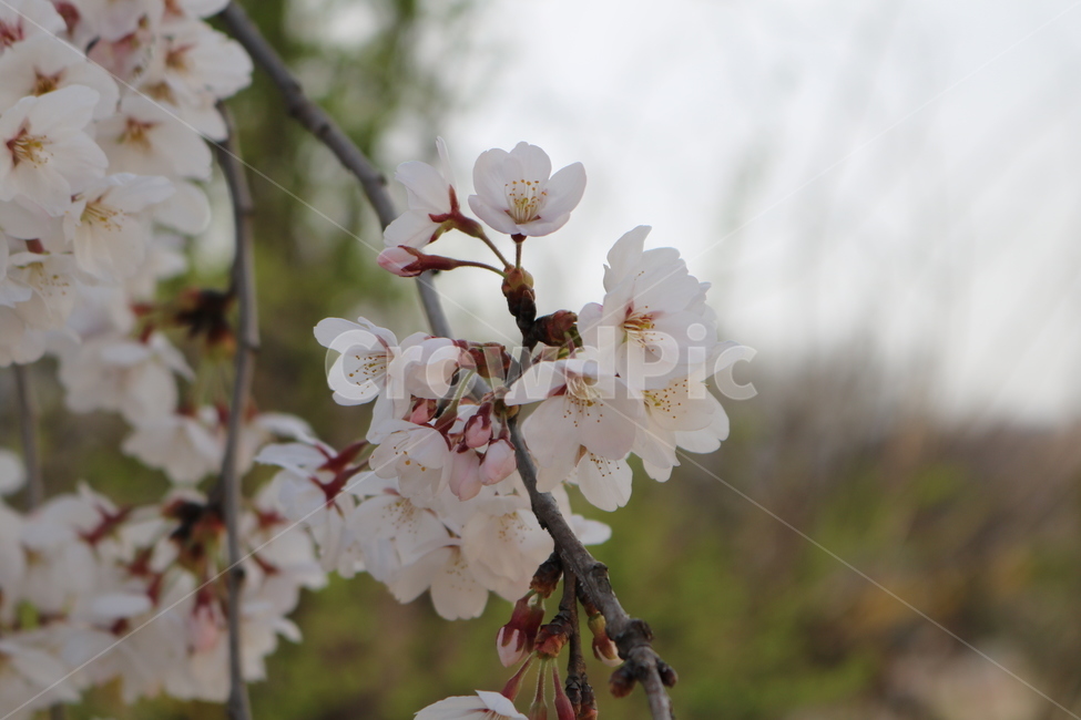 plant,식물,blossom,꽃,flower,벚꽃