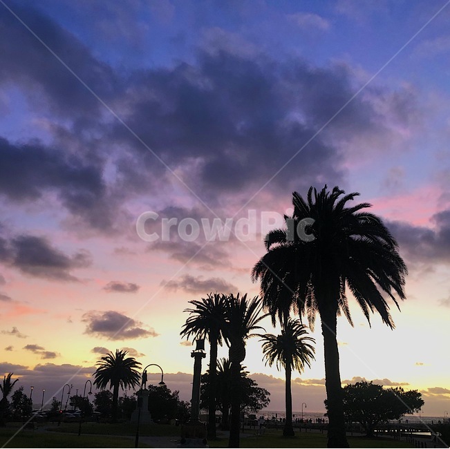 tree,나무,야자수,palmtree,plant,식물,summer,여름,비치,하늘,석양,sunset