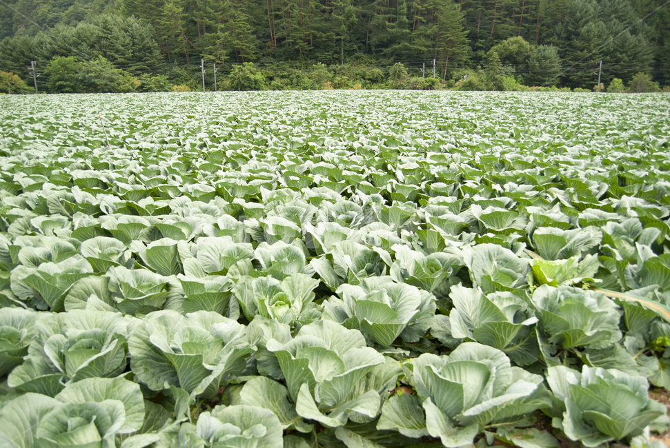 배추,배추밭,chinesecabbage,napacabbage,cabbage,한국배추,밭