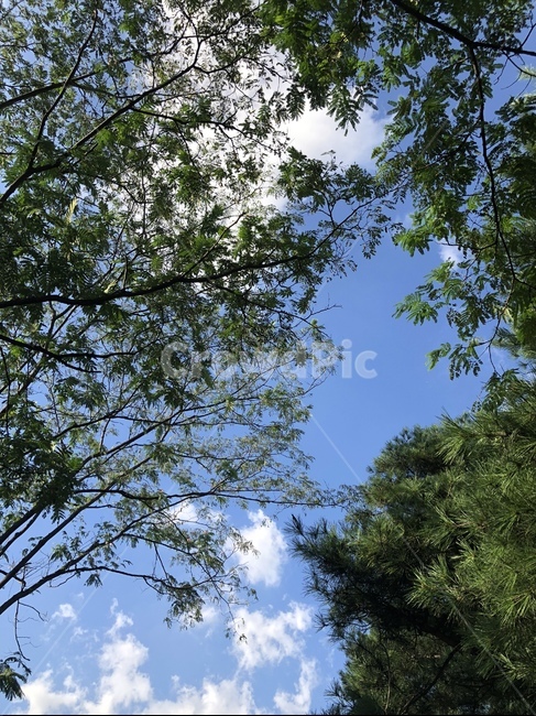 tree,나무,식물,초록색,하늘