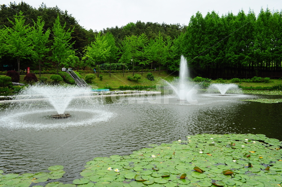 호수,분수,분수대,연잎,연꽃,나무,산속,숲속,자연,풍경,nature,landscape,water,물