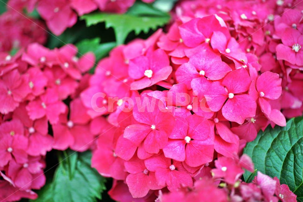수국,팔선화,수국차풀,중성화,자양화,약용,관상용,식물,자연,plants,nature,꽃,flower