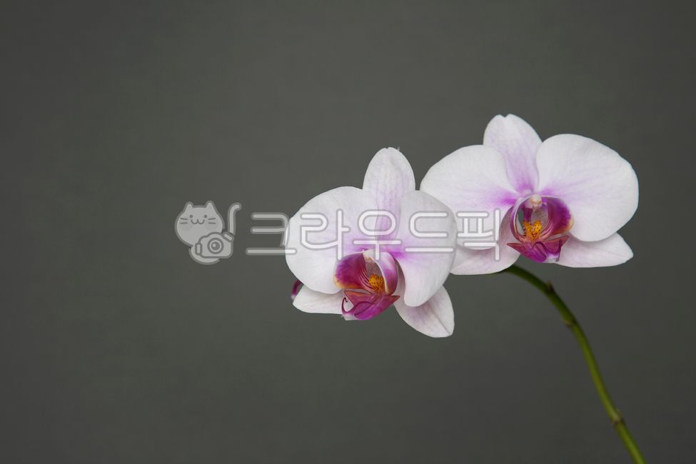 식물,배경,난,난꽃,꽃,꽃봉오리,만개,플라워,클로즈업,접사,누끼,흰색,백그라운드,화이트,분홍,분홍색,서양난,화초,동양난,수술,암술,녹색,그린,줄기,꽃잎,여백,사군자,우아한,청초한,회색,그레이