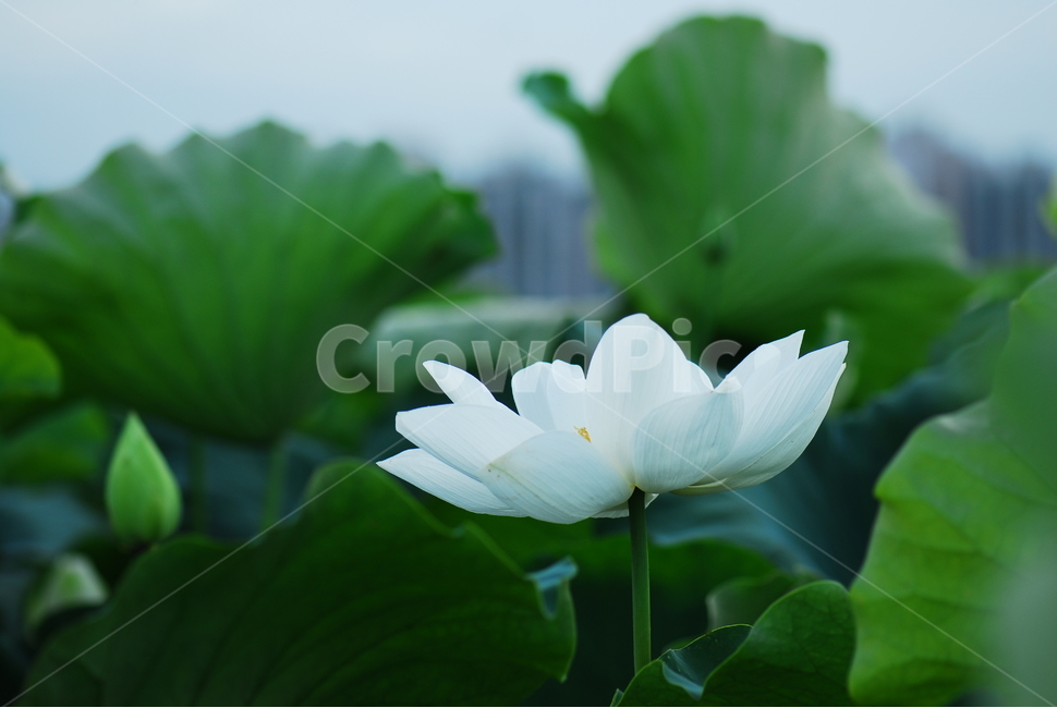 꽃,연꽃,관곡지,불교,여름,식물,자연,plants,nature,꽃,flower