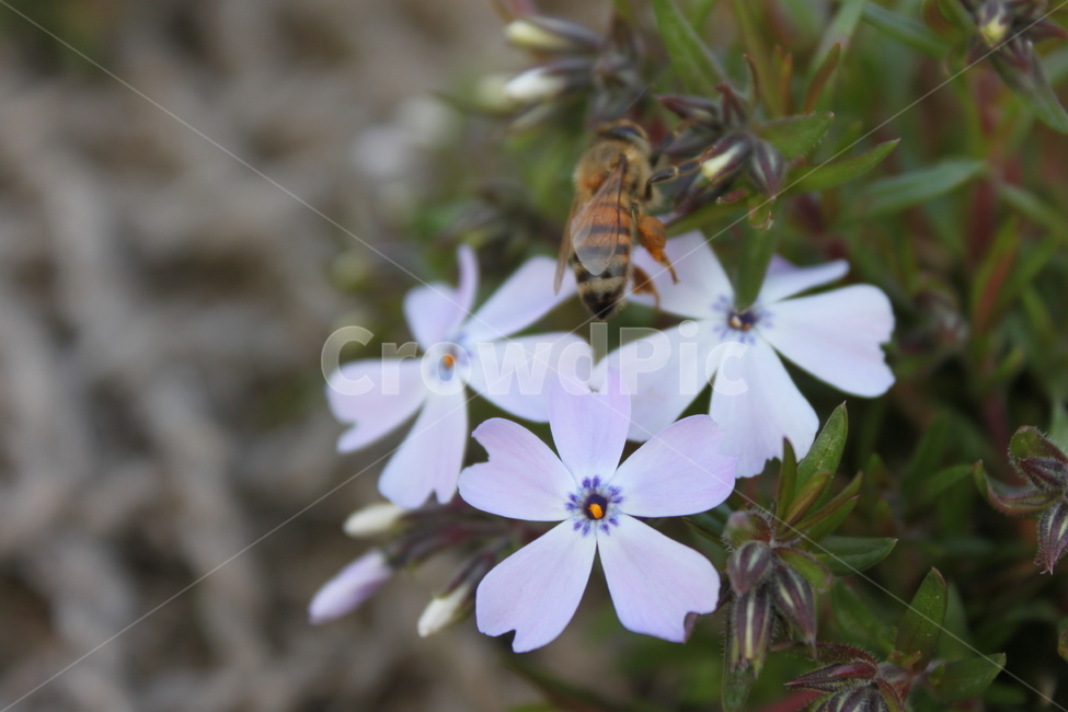 벌,bee,곤충,flower,꽃,plant,식물,자연,plants,nature,꽃,flower,곤충,벌레,insect,bug