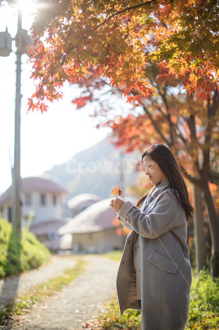 단풍,나무,가을,식물,햇살,사람,인간,여자,잎,maple,tree,autumn,plant,sunshine,human,person,woman,leaf,가을,계절,fall,autumn,season,사람,인물,인간,human,person,여성,여자,woman,female,lady