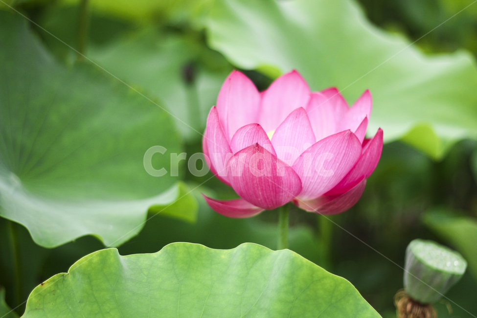 연꽃,연잎,꽃,활짝,flower,불교,분홍색,nature,plants,수련,여름,자연물,자연,color,pink,landscape,순정,배경화면,연뿌리,개화,연꽃축제,초록,식물,자연,plants,nature,꽃,flower