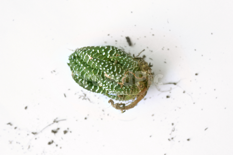 cacti,cactus,closeup,green,highview,macro,natural,plant,soil,succulents,white,식물,자연,흙,다육이,선인장,다육식물,녹색,그린,흰배경,탑앵글,탑뷰,뿌리,식물,자연,plants,nature,누끼,remove background