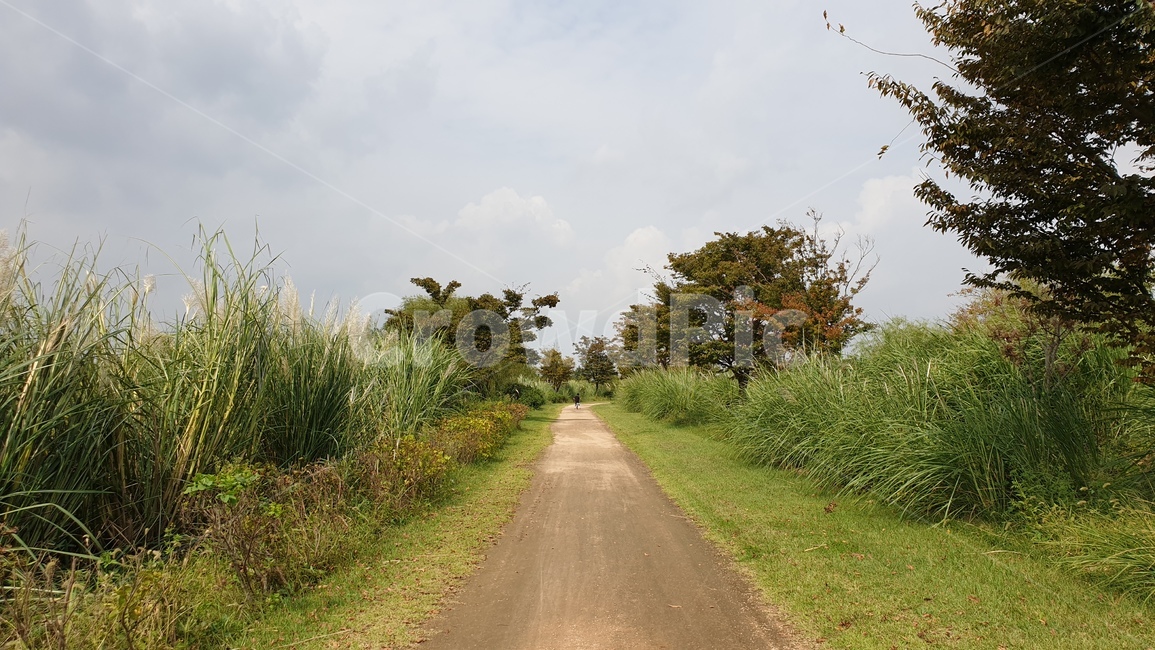 도로,자연,나무,하늘,식물,자연,풍경,nature,landscape,road,dirt road,흙길,gravel,자갈,asphalt,아스팔트