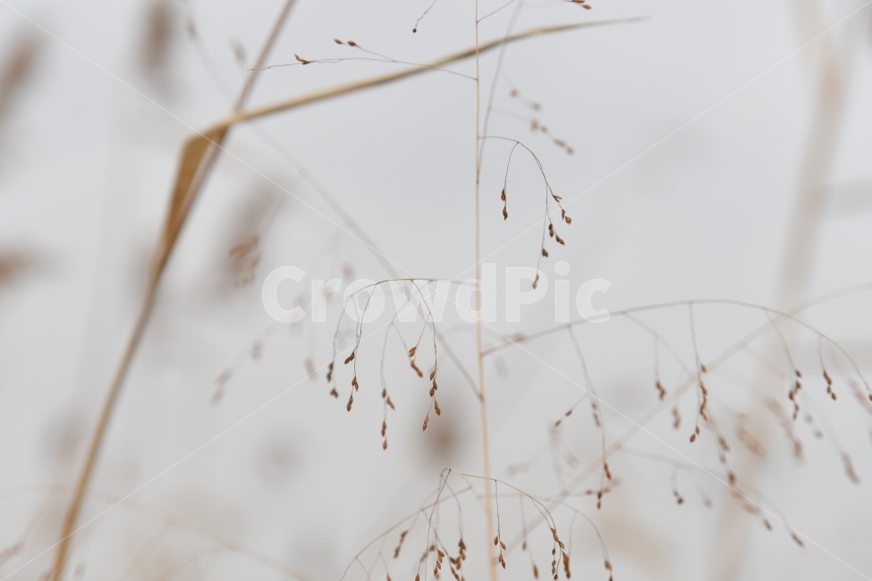 갈대,갈대밭,우음도,겨울갈대,길,풍경,강아지풀,겨울,계절,winter,season,식물,자연,plants,nature