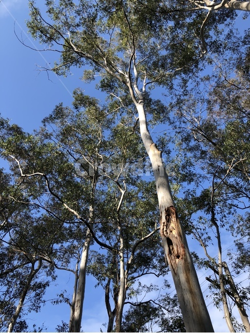 식물,나무,자연,호주,plant,tree