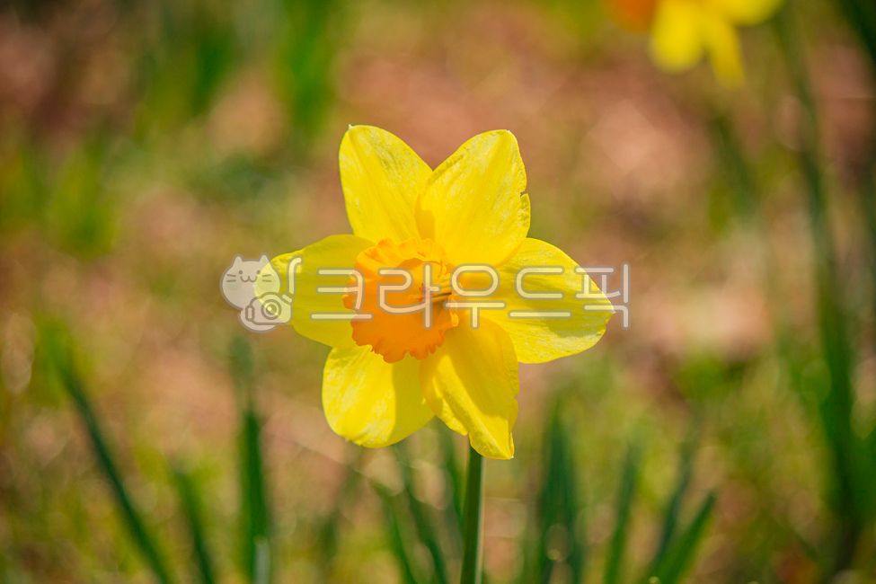 plant,식물,수선화,꽃,봄,봄꽃,수선화꽃,계절,자연,flower,spring,season,nature