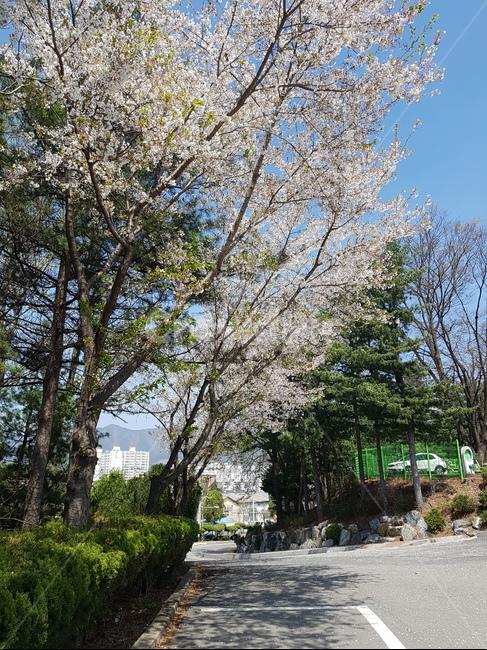 벚꽃,봄,풍경,나무,자연,봄,계절,spring,season,자연,풍경,nature,landscape,plant,식물