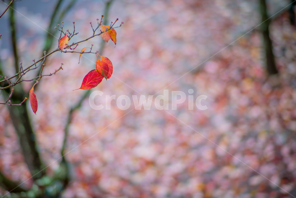 마지막잎새,잎,leaf,식물,plant,가지,가을,branch
