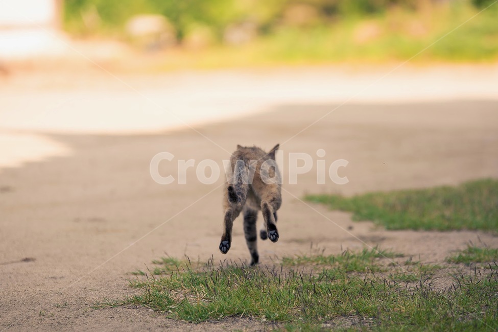 고양이,동물,길고양이,야옹이,길냥이,동물,animal,포유류,mammal,고양이,cat,kitten,kitty