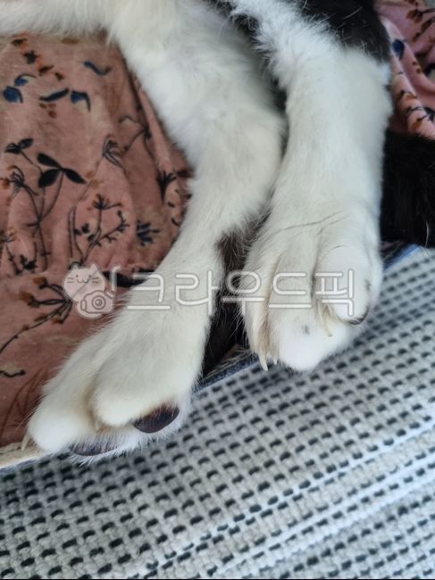 cats paw,Meow,catsole,stray cat,mammal,cat,butler,ket,foot,pet,sole,catfoot,companionanimal,cat paws,solesoffeet,Pets,animal,mammalia