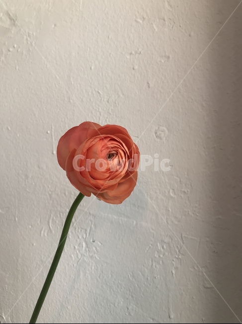 꽃,라넌큘러스,봄꽃,예쁜꽃,flower,ranunculus
