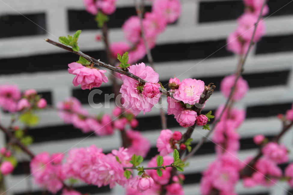 꽃,flower,식물,자연,나무
