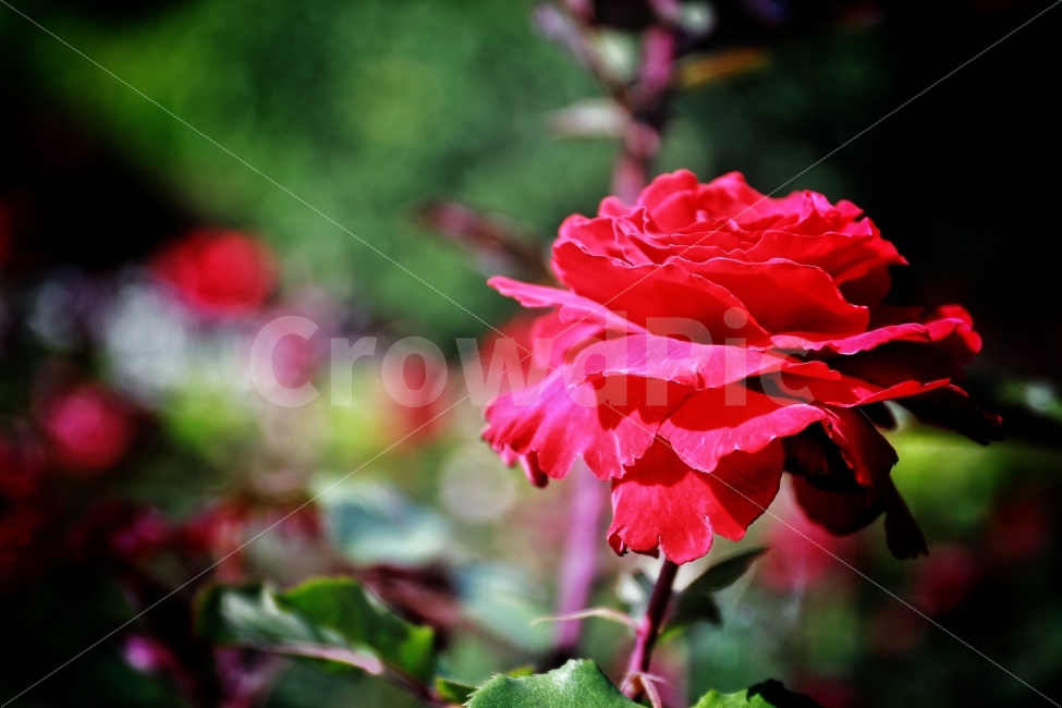 꽃,장미,붉은장미,정원,수목원,식물,자연,plants,nature,꽃,flower