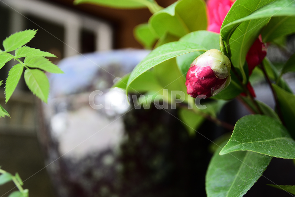 봄,꽃,동백,식물,빨간,붉은,꽃망울,봄,계절,spring,season,식물,자연,plants,nature,꽃,flower,leaf,잎,plant