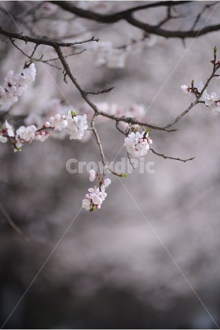 자연,nature,봄,꽃,봄꽃,매화,흰색,접사,근접촬영,봄,계절,spring,season,식물,자연,plants,nature,꽃,flower,plant