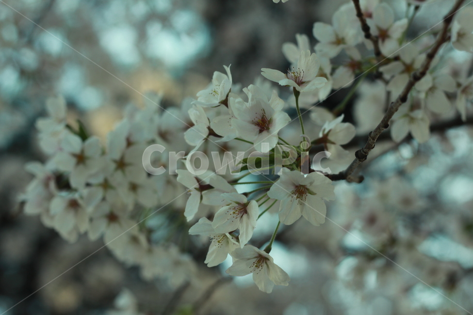 꽃,봄꽃,식물,flower,plants,봄,계절,spring,season,식물,자연,plants,nature,꽃,flower,plant,blossom,cherry blossom,벚꽃