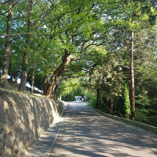 나무,여름,길,학교,싱그러움,초록,연두,녹색